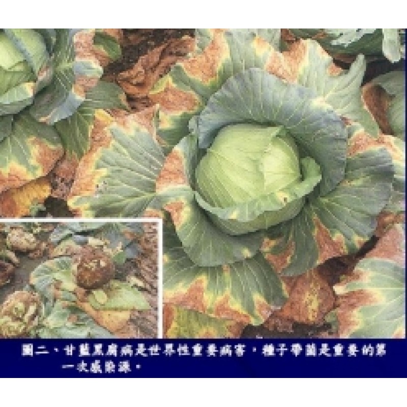 植物病害圖(Plant Diseases)